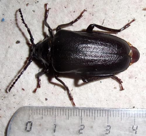 Prionus coriarius